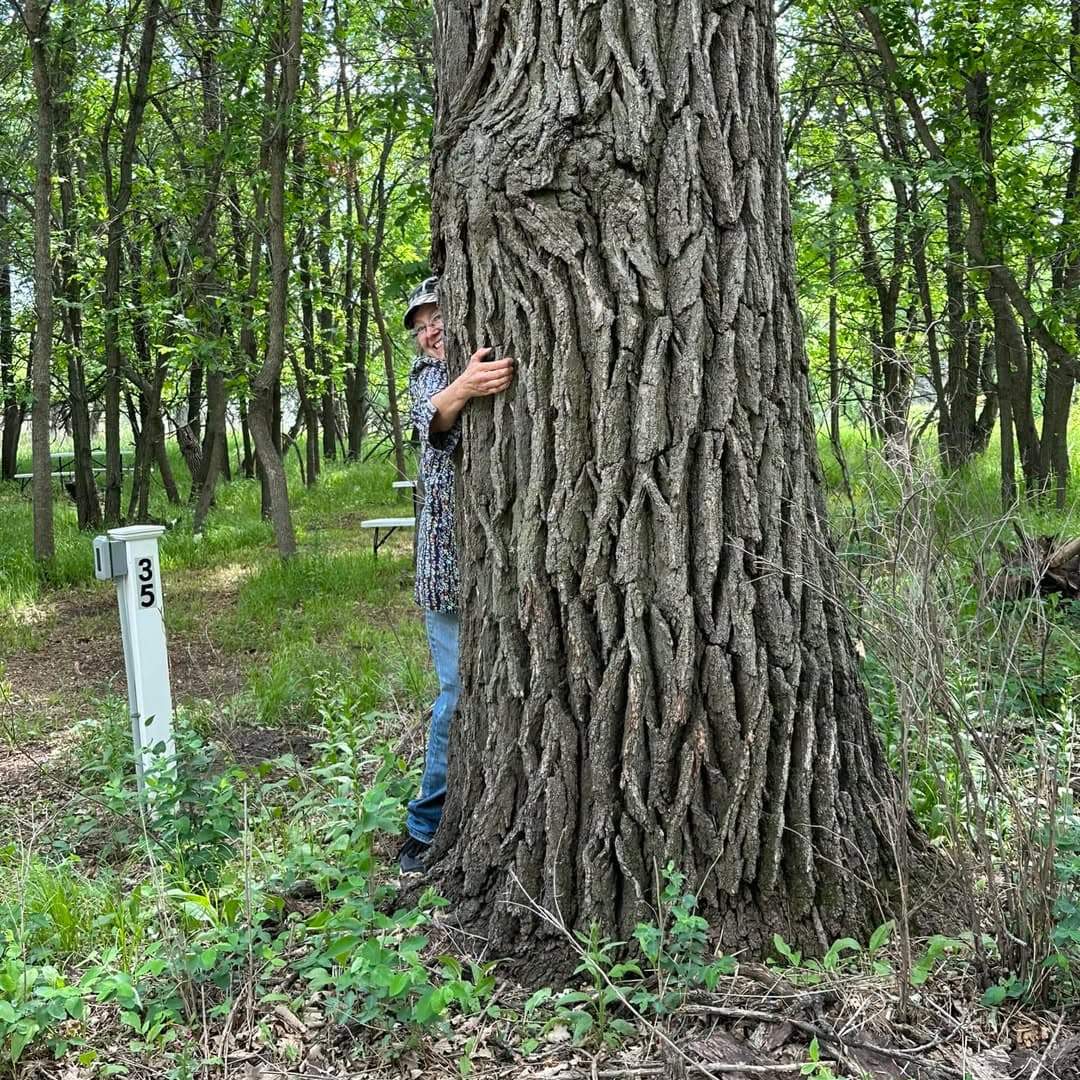 Photo of a tree that is over 150 years old