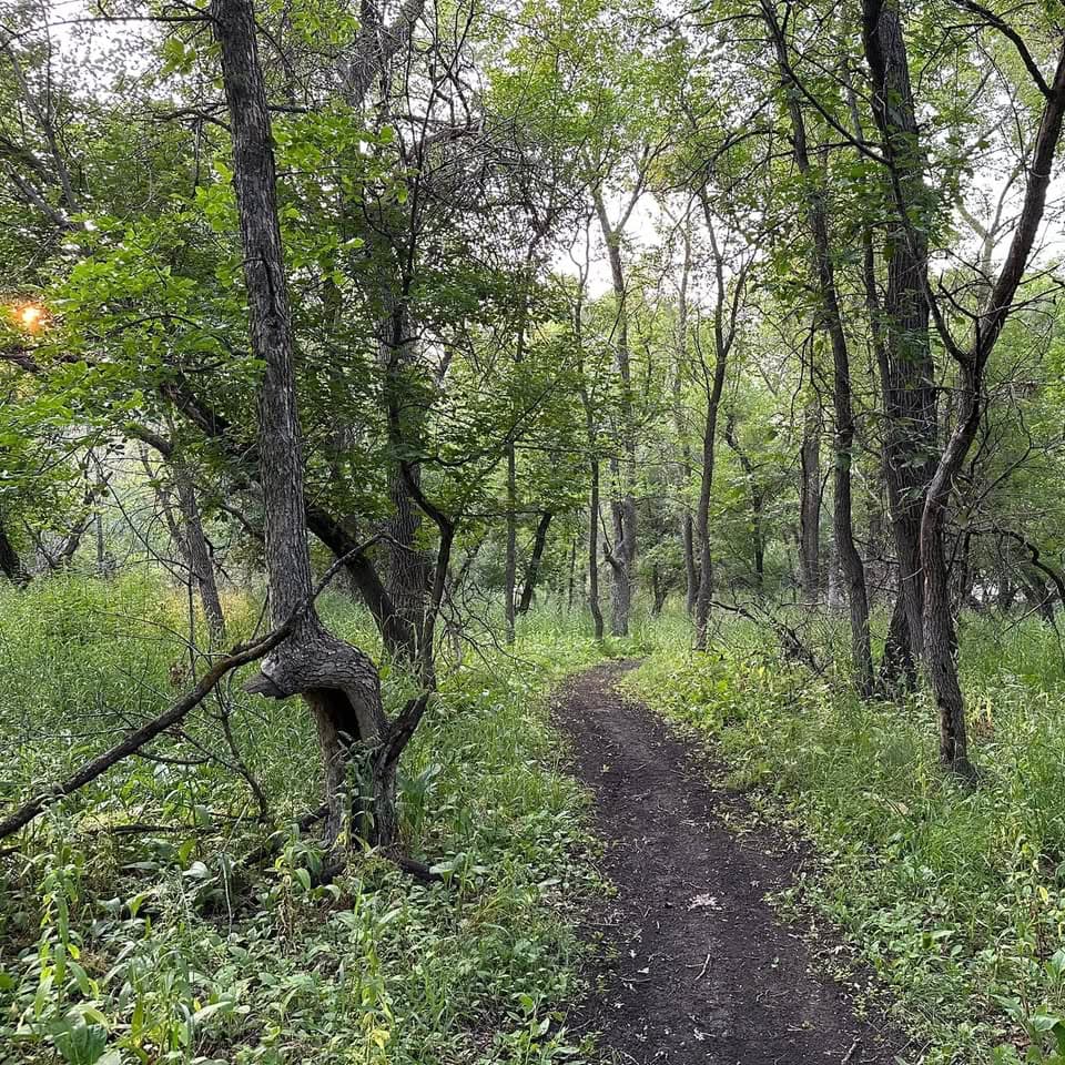 Photo of the trail winding through the trees
