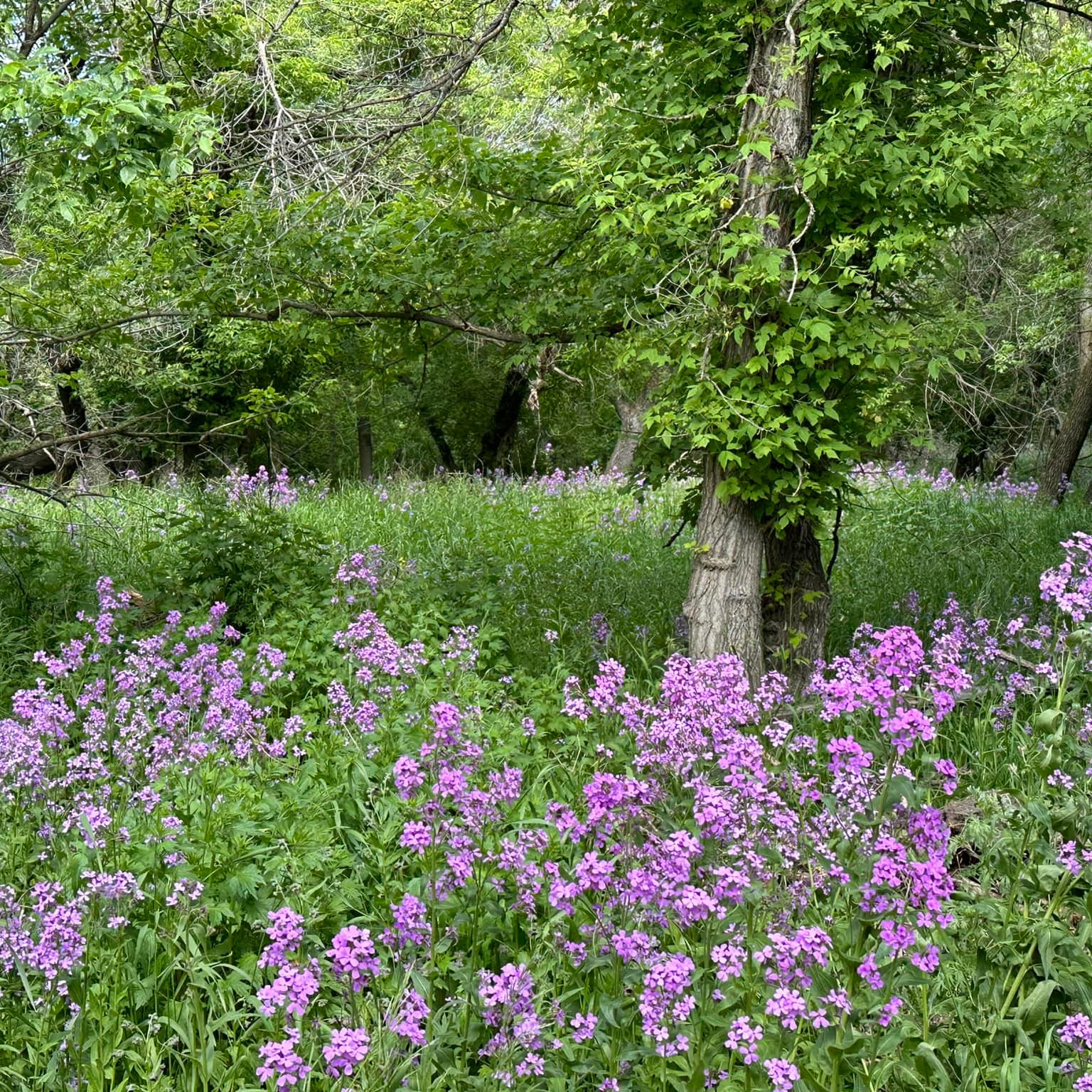 Photo of wildflowers growing in the campground