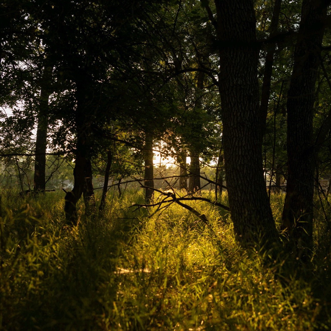 Photo of the land trees and grass before any work was started